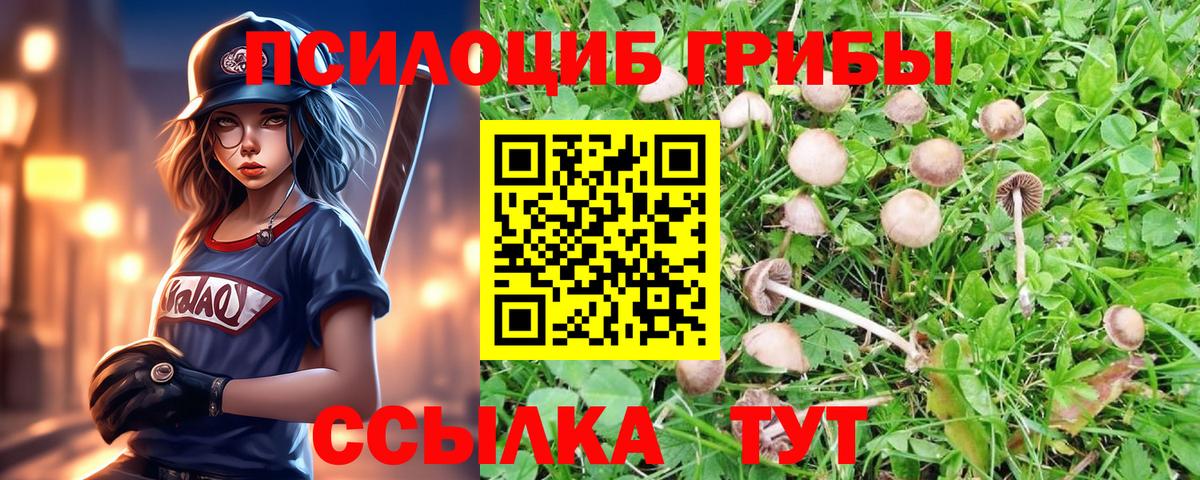 Псилоцибиновые грибы Psilocybine cubensis Среднеуральск
